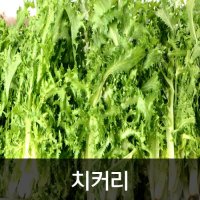 약수농장 신선한 치커리 2kg