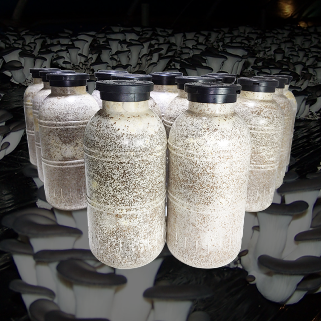 느타리<b>버섯</b> 종균 집에서 <b>버섯</b> 키우기 종균 키트 노랑 분홍 <b>노루궁뎅이</b> 녹각영지 칡느타리