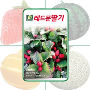 레드문딸기 씨앗 100립 채소 종자 다농