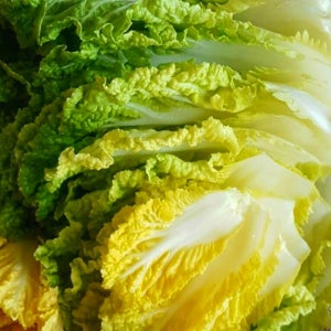 완도 <b>봄동</b> 배추 5kg