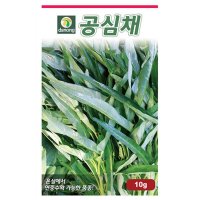 공심채 씨앗 10g 채소 종자