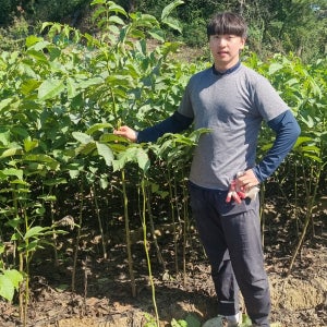 호두나무 묘목 상촌호두 실생1년중묘