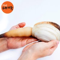 진짜 큰 왕우럭조개 코끼리조개 1kg 개조개 대합 다이버채취