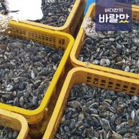 [도매전용] 참바지락 10kg /업소용