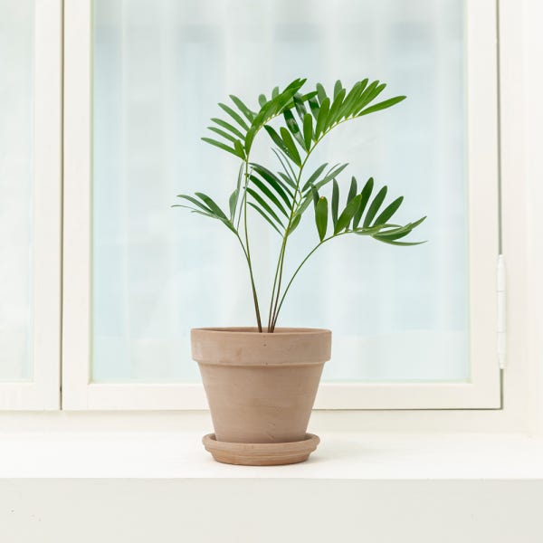 데로마 테라코타 화분 이태리토분 빈티지 대형 인테리어화분 분갈이화분 바소 7cm