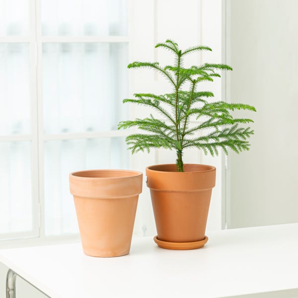 데로마 테라코타 이태리토분 빈티지 대형 인테리어화분 분갈이화분 바소알토 18cm