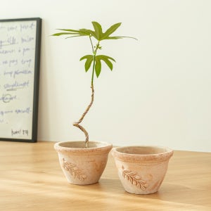 데로마 테라코타 이태리토분 빈티지 대형 인테리어화분 분갈이화분 쵸톨라올리브 18cm