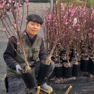옥매화나무묘목 3년재배묘 (매년개화주) 겹꽃 오이도 매화나무