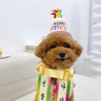 내새끼도 화환 쓴다 강아지화환 고양이 생일파티 인간화환 어버이날 이벤트 글씨리본 자유문구