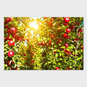 예쁜액자 집에좋은그림 찬란한 사과밭 29x21