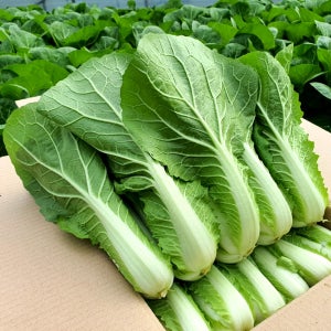 포천 얼갈이배추 2kg 4kg 산지직송 당일수확 신선 얼갈이