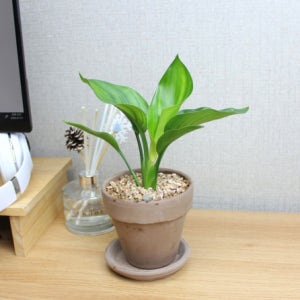 미니여인초 사각화분 이태리토분 관리쉬운 공기청정 미세먼지 실내공기정화식물