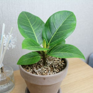 뱅갈고무나무 사각화분 이태리토분 관리쉬운 공기청정 미세먼지 실내공기정화식물