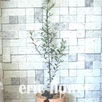 올리브나무D(이태리토분)