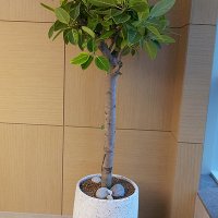 뱅갈고무나무 z (화이트 대리석)