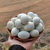 청란 청계알 청계란 백봉오골계알 난각번호1번 자연방사 유정란 부화용 초란