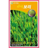 새싹보리 씨앗 30g 약50ml 새싹채소씨앗