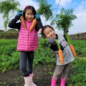 제주 산지직송 구좌흙당근 3kg 5kg 10kg 주스용 요리용 착즙용 생식용 못난이