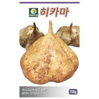 히카마 씨앗 10g 약50립 곡물씨앗