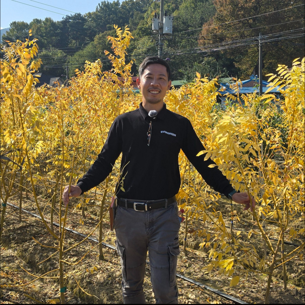 <b>회화나무</b> 묘목 황금<b>회화나무</b> 4년생 특등급 R3