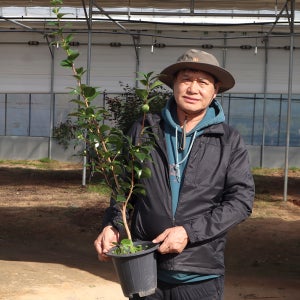 동백나무 7년 제주 동백꽃 개화주 (블랙로즈)