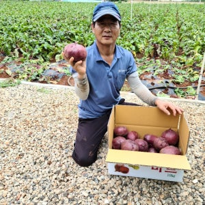 레드비트 생비트 알비트 5kg 10kg