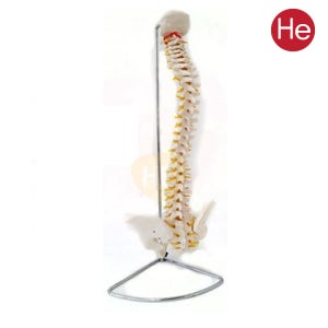 HE 척추모형 골반포함 (R1003GG) 병원용 척골 요골 고관절 골절 CPR 대퇴골