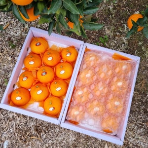 [아빠와딸]산지직송 제주 서귀포 하우스 천혜향 3kg5kg10kg 가정용 선물용