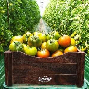 대저 짭짤이 토마토 2.5kg 특품 품평회 금상수상