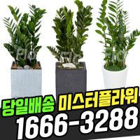 돈나무 금전수 화분 3종옵션 30cm 100cm