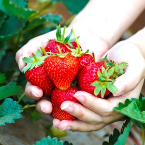 달콤한 설향 딸기 특품