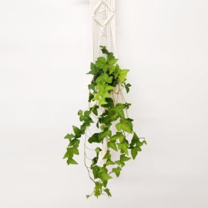 아이비 30cm 식물만 실내공기정화식물 행잉플랜트 수경 양재꽃시장