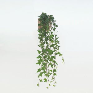 아이비 60cm 식물만 실내공기정화식물 행잉플랜트 수경 양재꽃시장