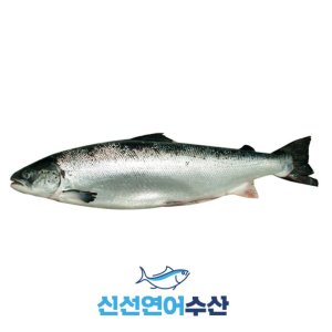 연어회 최저가 가성비상품