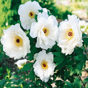 백색 목단 꽃묘목 흰색 백목단 국산재래종 토종 모란 꽃나무