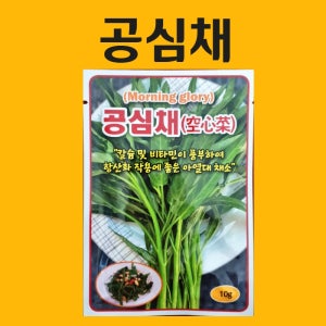 공심채 씨앗 10g 채소씨앗/동원 씨 종자 다채 치커리 겨자 시저스 비타민채 케일 잔디