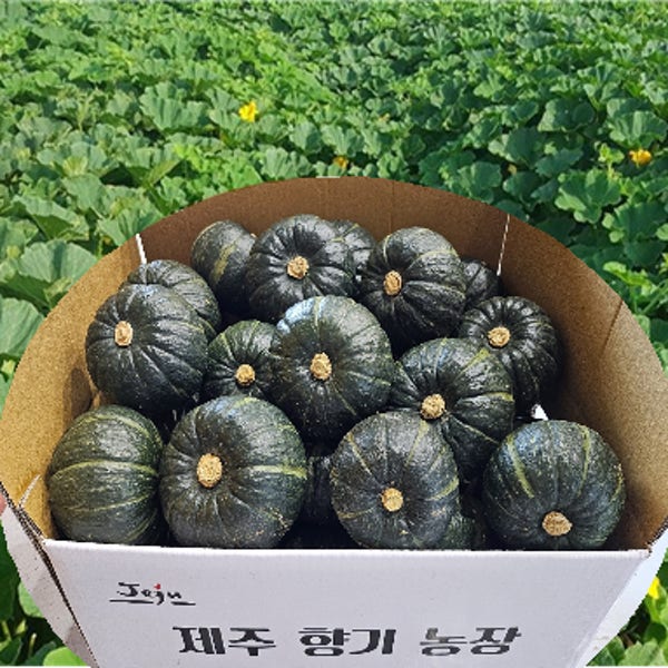 제주향기농장 미니 밤호박 미니 단호박 보우짱 5kg 10kg