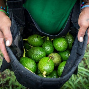 아보카도 생과 대과 중과