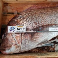 자연산 선어 생물 참돔회/450g 내외