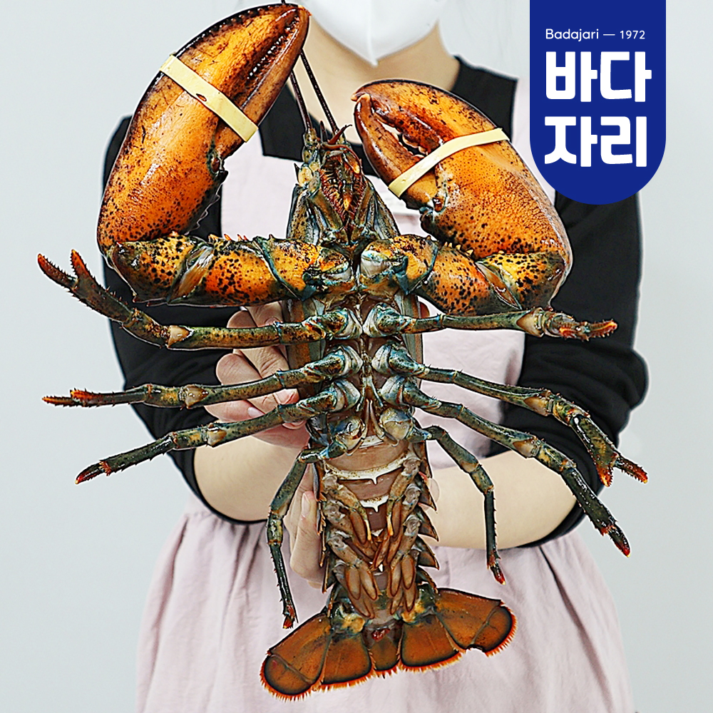 살아서 도착하는 활랍스타 1마리 (500g/600g/700g/1kg)