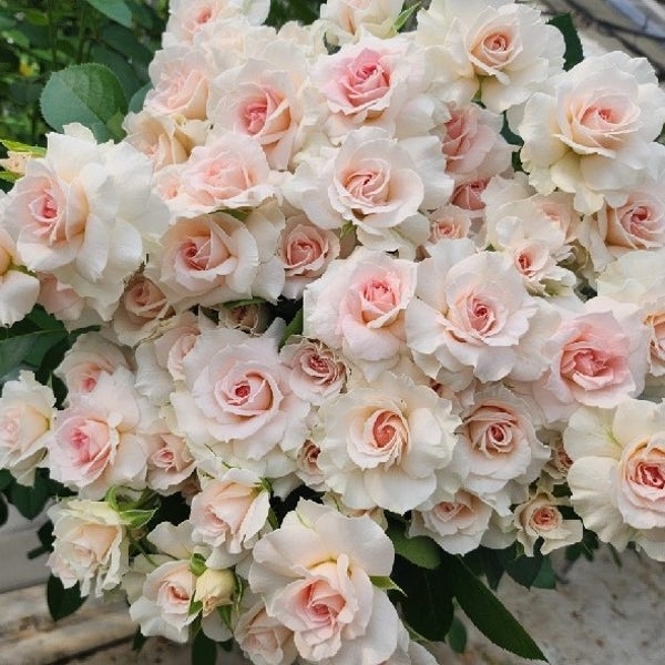 한솔장미 생화택배 장미한단 농장직송 미니장미 메이필드 오도랑트 비포선셋 럭키플로우 홀리 브리트니 코로네이션 양 우피 밀키웨이 라비에