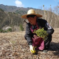 지리산뱀사골 햇 말린 건조 고사리 보름 나물 국산 자연산 건고사리 200g