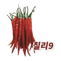 고추씨앗 칠리9(30립) - 빼빼로 고추