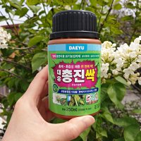 식물 화분 고추 뿌리파리 총채벌레 진딧물 약 살충제 입제 대유 총진싹 250ml