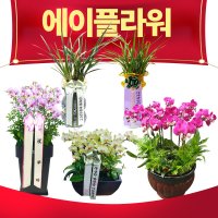 승진 영전 동양란 축하 개업 행사 테이블용 화분 난 축하 근조화환 전국꽃배달서비스