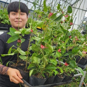 다래나무묘목 일세다래 1년삽목 포트 포함 H0.2m