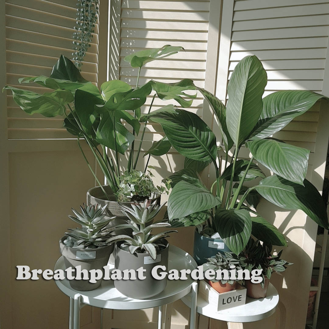 홈가드닝 베이직코스 4주과정