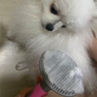 고양이 강아지 힐링브러쉬 포메라니안 비숑 푸들 말티즈 단모종 대형견 빗