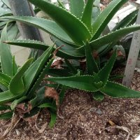 알로에 모종 묘목 - 오봉알로에 aloe ciliaris(Aloe lastii)