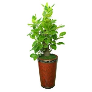 공기정화식물 뱅갈고무나무 거실화분 개업화분 관엽식물 (g-0210)